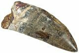 Serrated Carcharodontosaurus Tooth - Huge Dinosaur Tooth #322012-1